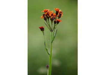 Orangerotes Aschkraut (Tephroseris aurantiaca) - © Emanuel Trummer